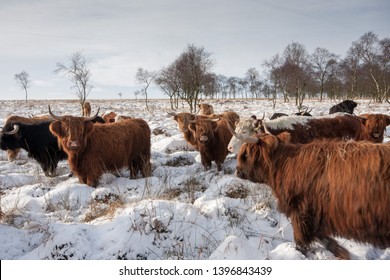 Highland Horned Cows Beautifully Calm Breed Stock Photo 1396843439 ...