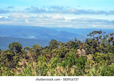 Highland Jungle In Papua New Guinea