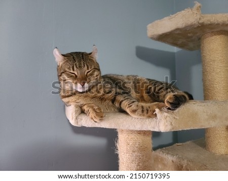 A highland lynx cat relaxing on a cat tower.
