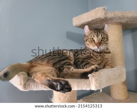 A highland lynx cat relaxing on a cat tree.