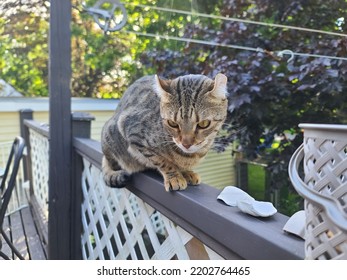 highland lynx rocco