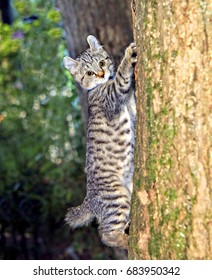 highland lynx kittens