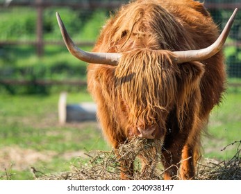 Highland Coos Images Stock Photos Vectors Shutterstock