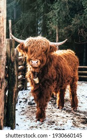 Highland Scottish Cow In A Cattle Corral