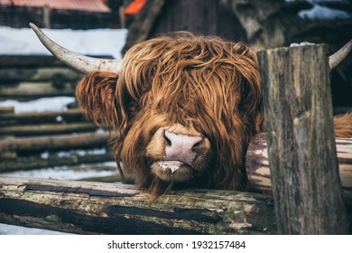 Highland Scottish Cow In A Cattle Corral