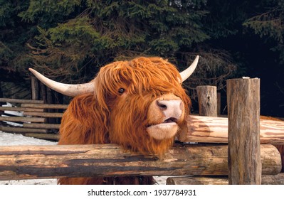 Highland Scottish Cow In A Cattle Corral