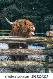 Highland Scottish Cow In A Cattle Corral