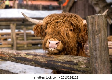 Highland Scottish Cow In A Cattle Corral