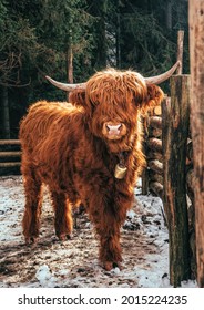 Highland Scottish Cow In A Cattle Corral