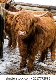 Highland Scottish Cow In A Cattle Corral