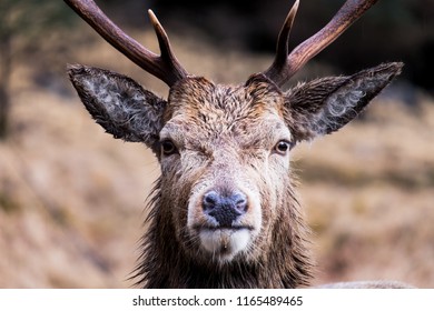 Highland stag and deer in Scotland