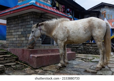 Highland transport strong wild horse at Poonhill, Nepal