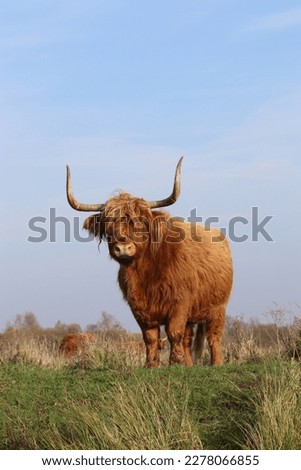 highlandcow cows cow nature landscape cattle horns big