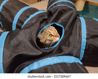 A Highlander Cat Peeking Out From A Cat Tunnel With Wide Eyes.