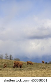Highlander cow