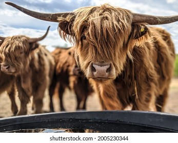 Highlander shaggy cow lower angle by water trough  - Shutterstock ID 2005230344