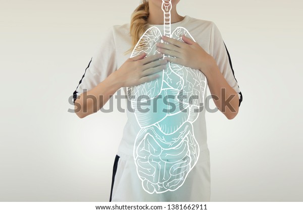 Highlighted Blue Internal Organs Healthy Human Stock Photo 1381662911 ...