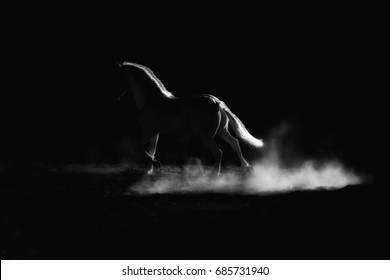 Highlighted outline of a running horse. Low key, black and white artistic image.                    