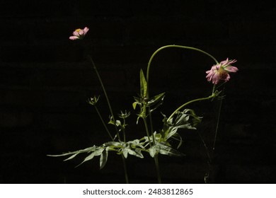 Highlighting the beauty of light pink Cosmos flowers up close against a dark background. Dramatic lighting accentuates the vibrant petals and green leaves, creating a striking contrast. - Powered by Shutterstock