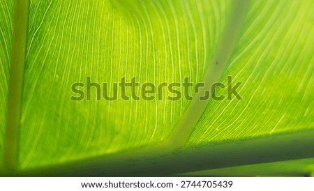It highlights the natural, linear patterns of the leaf's veins. The sunlight passing through the leaf accentuates its detailed structure and texture. Taken from Las Pinas, NCR, Philippines.