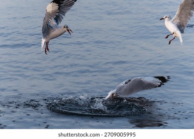 As highly adaptable and opportunistic predators, gulls play a key role in the marine food web. This image shows their skillful hunting technique, a vital survival trait for the species.