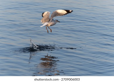 As highly adaptable and opportunistic predators, gulls play a key role in the marine food web. This image shows their skillful hunting technique, a vital survival trait for the species.