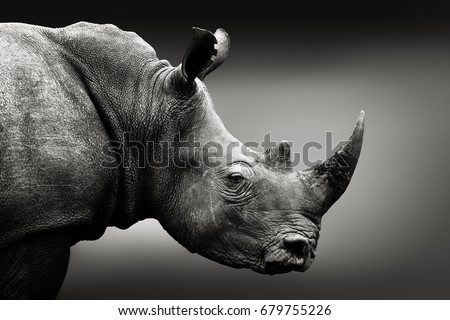 Highly alerted rhinoceros, black and white, monochrome portrait. Fine art, South Africa. Ceratotherium simum