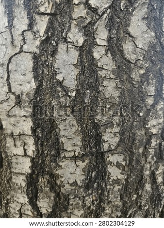Highly detailed close up texture of tree bark