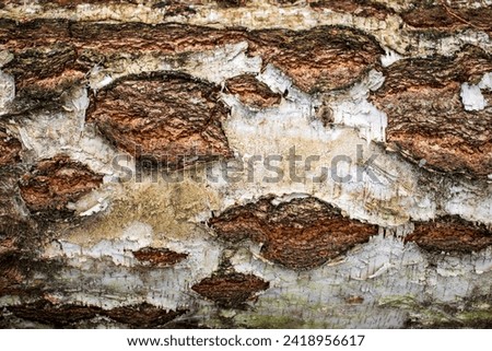 A highly detailed, closeup shot of a birch tree's bark. Zdjęcia stock © 