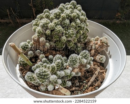 
Highly detailed macro of a diminutive cactus, a captivating succulent plant, known by its Latin name, Mammillaria vetul