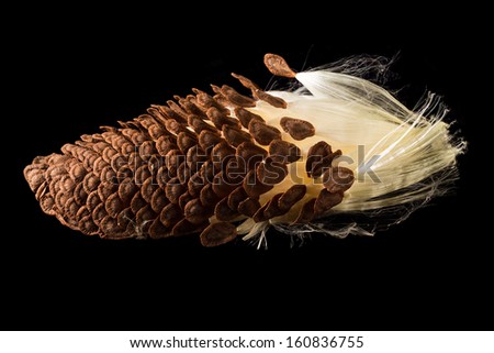 Highly detailed macro image of the seed pod from Swamp Milkweed flower Asclepias incarnata which has wispy windblown feathery strands attached to brown seeds that are carefully aligned in the shell