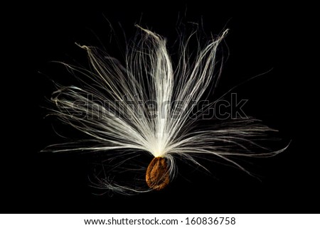 Highly detailed macro image of single seed pod from Swamp Milkweed flower Asclepias incarnata which has wispy windblown feathery strands attached to brown seeds that are carefully aligned in the shell