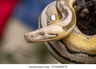 Highly detailed reticulated python showcasing rare tiger mottle platinum sunfire genetics and intricate scale patterns.