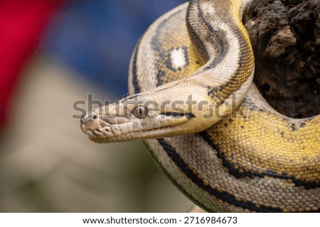 Highly detailed reticulated python showcasing rare tiger mottle platinum sunfire genetics and intricate scale patterns.