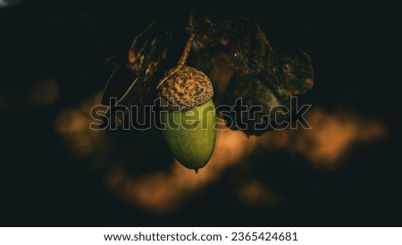 A highly detailed and selective closeup of an oak leaf and a robust acorn, showcasing the intricate textures of nature. 