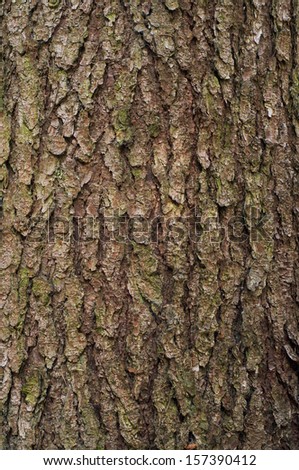 Highly detailed tree bark texture