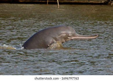 The highly endengered Ganges River Dolphin in the waters of the Brahmaputra river of India.