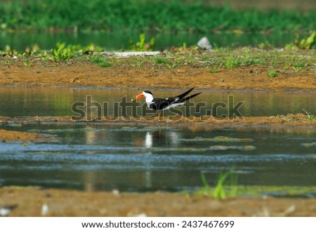 A highly endengered species in India. Skims the water surface with its larger lower beak for small fish and other crustations. A flock bird living near sweet water river streams.
