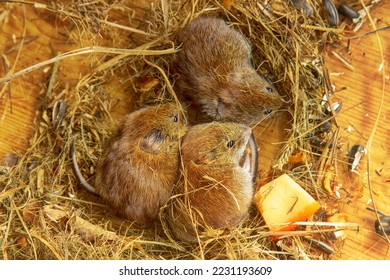 Highly social animals. Voles can be in same nest without aggression. Mutual maintenance of winter temperature, creation of reserves is beneficial. Сommon red-backed vole (Clethrionomys glareolus) - Shutterstock ID 2231193609
