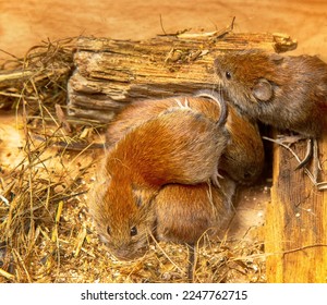 Highly social animals. Voles can be in same nest without aggression. Mutual maintenance of winter temperature, creation of reserves is beneficial. Сommon red-backed vole (Clethrionomys glareolus) - Shutterstock ID 2247762715