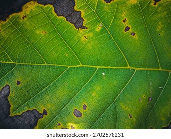 Highly textured abstract background of a leaf showing dramatic color transition from vibrant green to faded yellow and dark brown. Represents autumn or life cycle concepts.