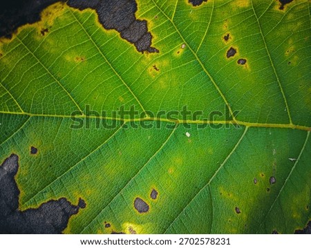 Highly textured abstract background of a leaf showing dramatic color transition from vibrant green to faded yellow and dark brown. Represents autumn or life cycle concepts.
