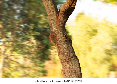 a highly textured trunk tree on blurry background, light