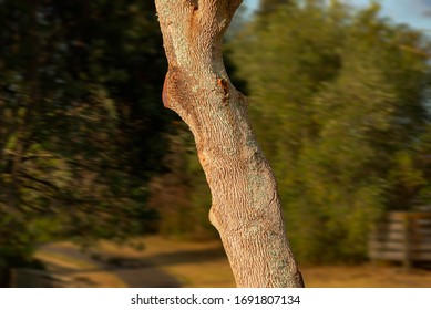a highly textured trunk tree on blurry background, dark
