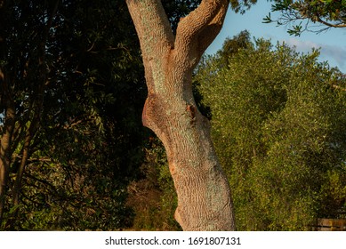  a highly textured trunk tree in woods background