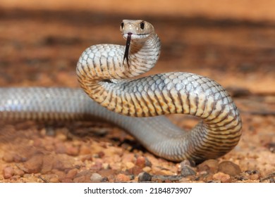 Highly venomous Australian Eastern Brown Snake - Shutterstock ID 2184873907