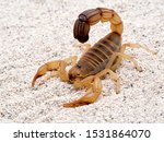 Highly venomous fattail scorpion, Androctonus australis, on sand, 3/4 view. This species from North Africa and the Middle East, is one of the most dangerous scorpions