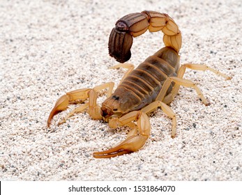 escorpión gordo muy venenoso, Androctonus australis, en la arena, vista 3/4. Esta especie del norte de África y del Medio Oriente, es uno de los escorpiones más peligrosos