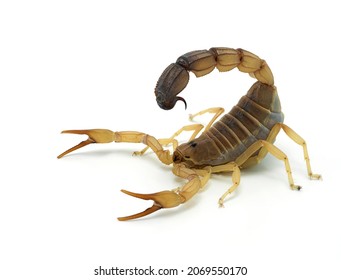 Highly venomous fattail scorpion, Androctonus australis, isolated on white. This species from North Africa and the Middle East, is one of the most dangerous scorpions