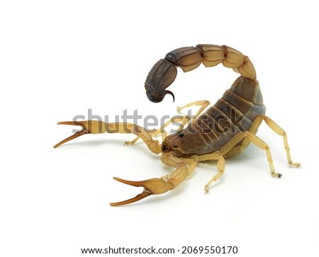 Highly venomous fattail scorpion, Androctonus australis, isolated on white. This species from North Africa and the Middle East, is one of the most dangerous scorpions